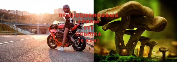 прущие грибы Дмитров